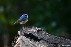 幸せの青い鳥