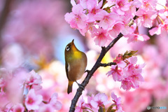春の光