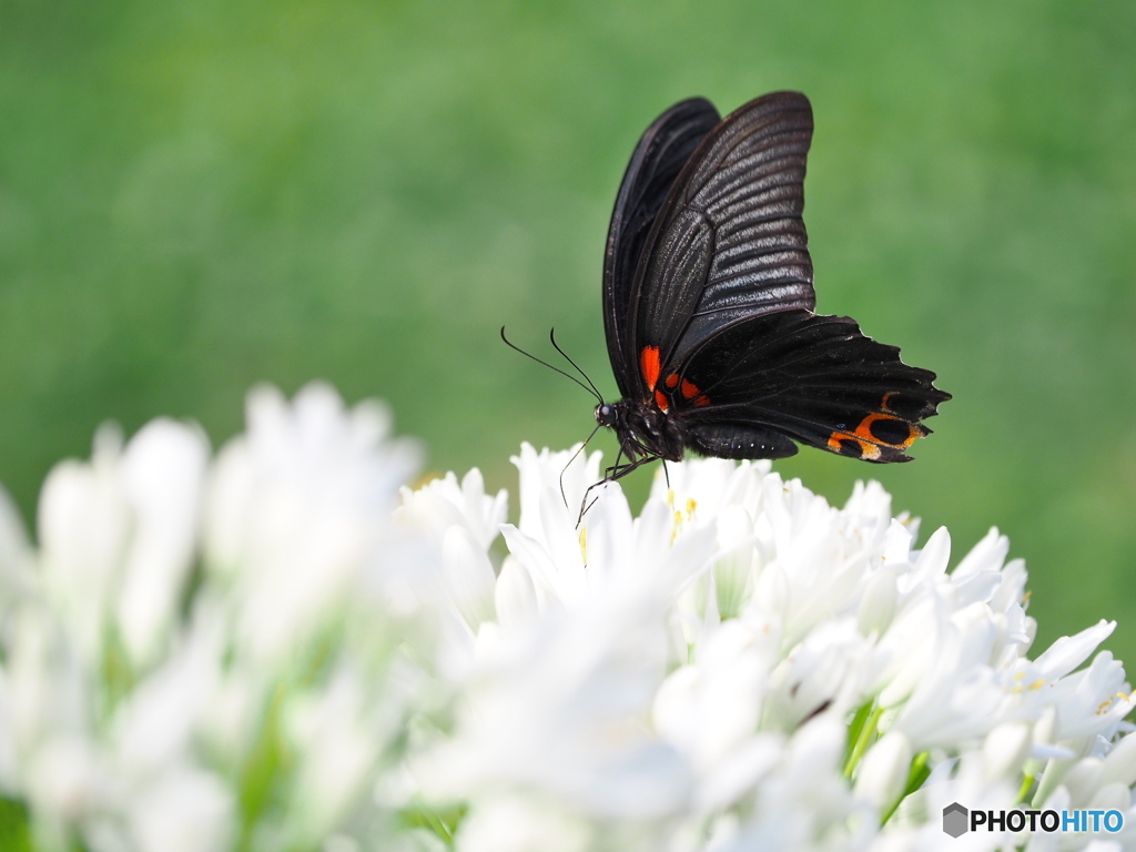 アガパンサスにナガサキアゲハ
