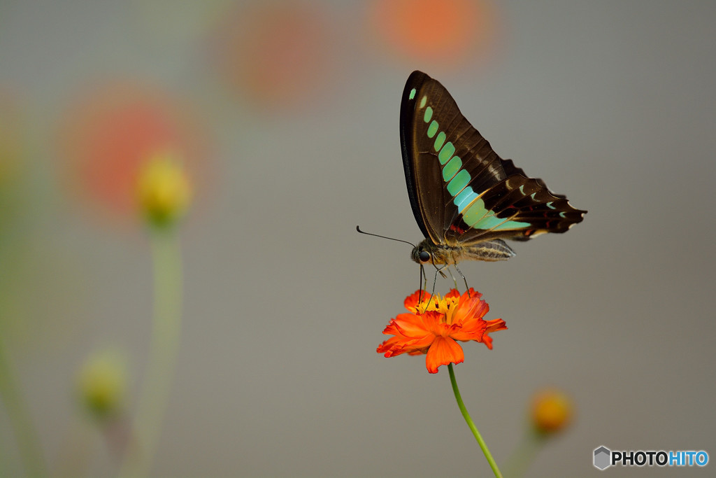 キバナコスモスにて