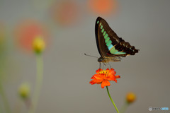 キバナコスモスにて