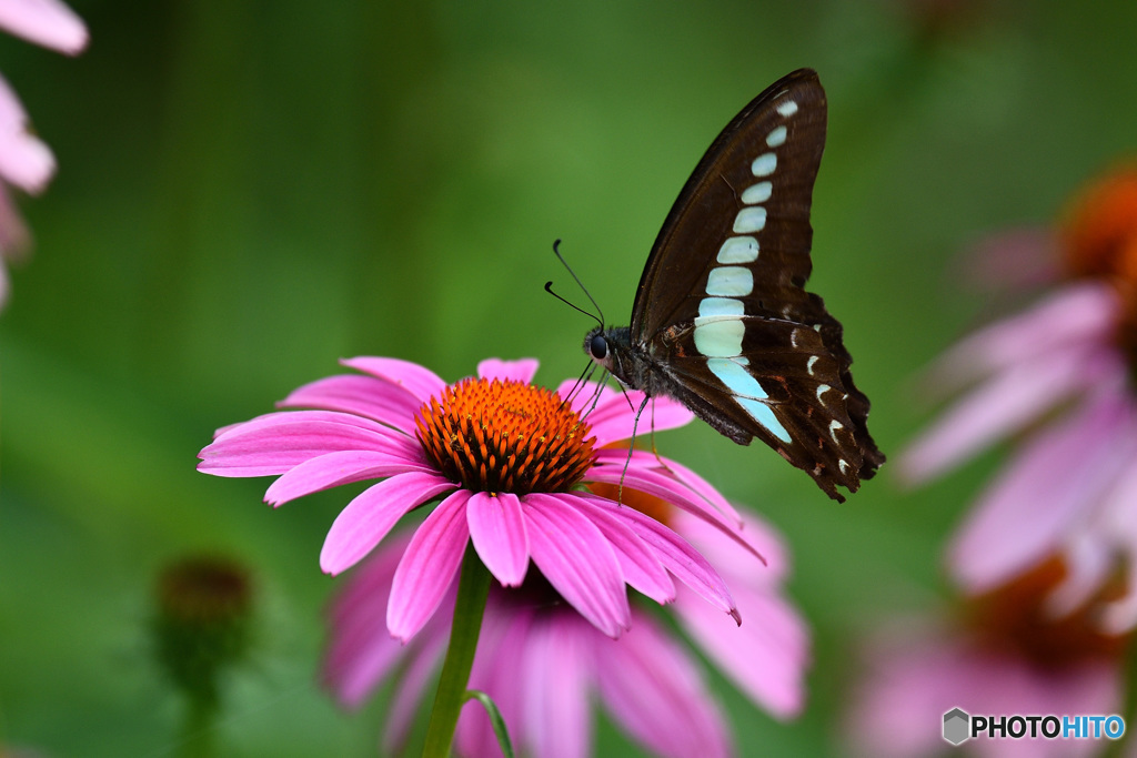 ムラサキバレンギクとアオスジアゲハ