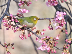 春の訪れ