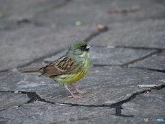 きれいなアオジさん