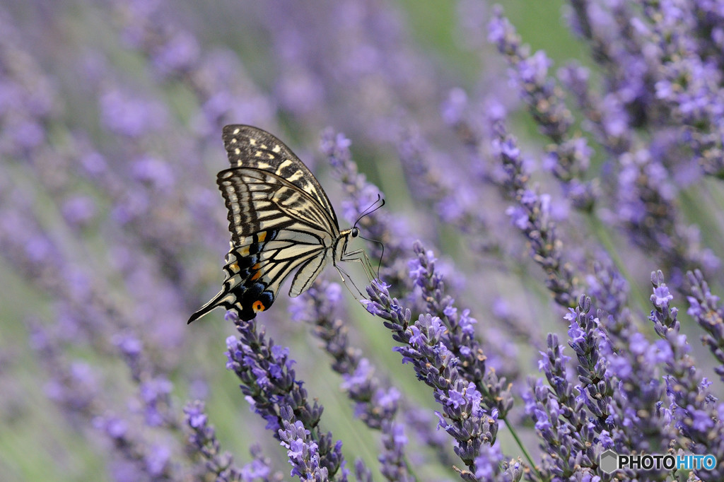 ラベンダーにアゲハチョウ