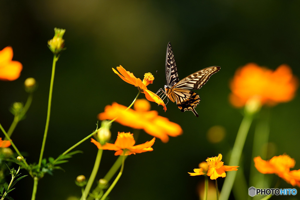 キバナコスモスにアゲハチョウ