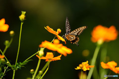 キバナコスモスにアゲハチョウ