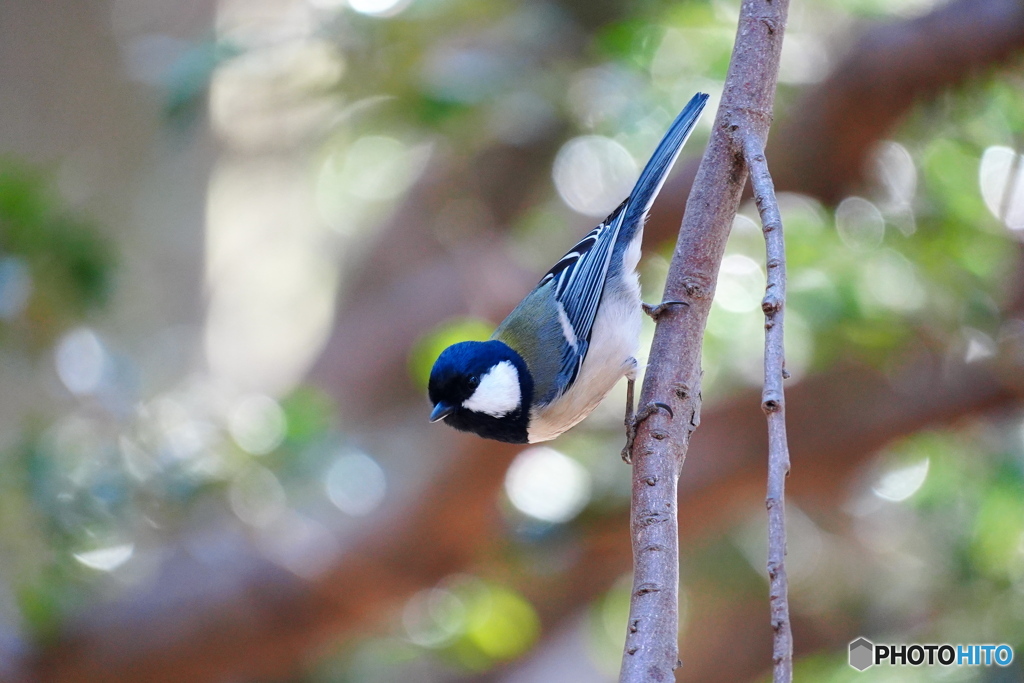 ご機嫌なシジュウカラ