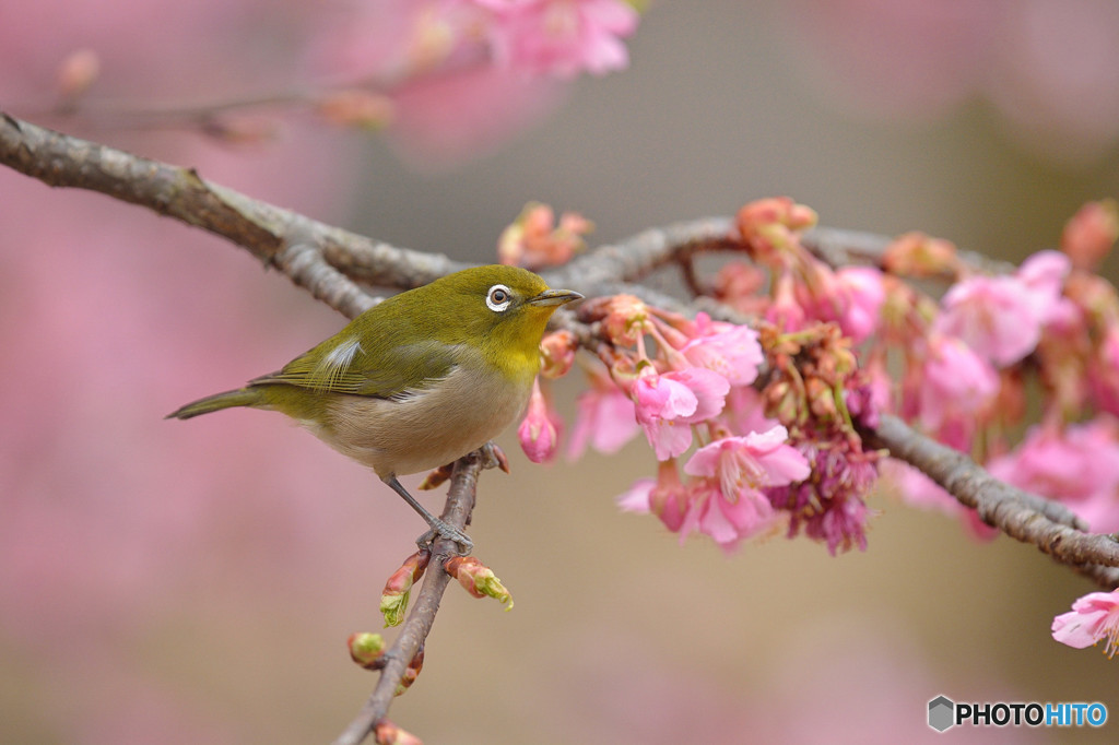 河津桜で