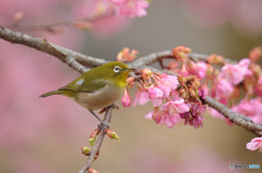 河津桜で