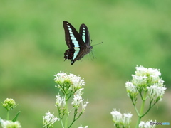 カノコソウに舞う