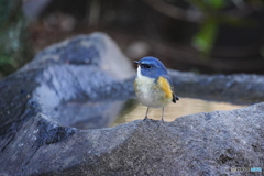 水場のルリ君