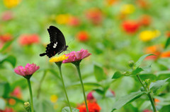 ジニア畑のモンキアゲハ