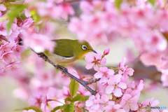 柔らかな日差し