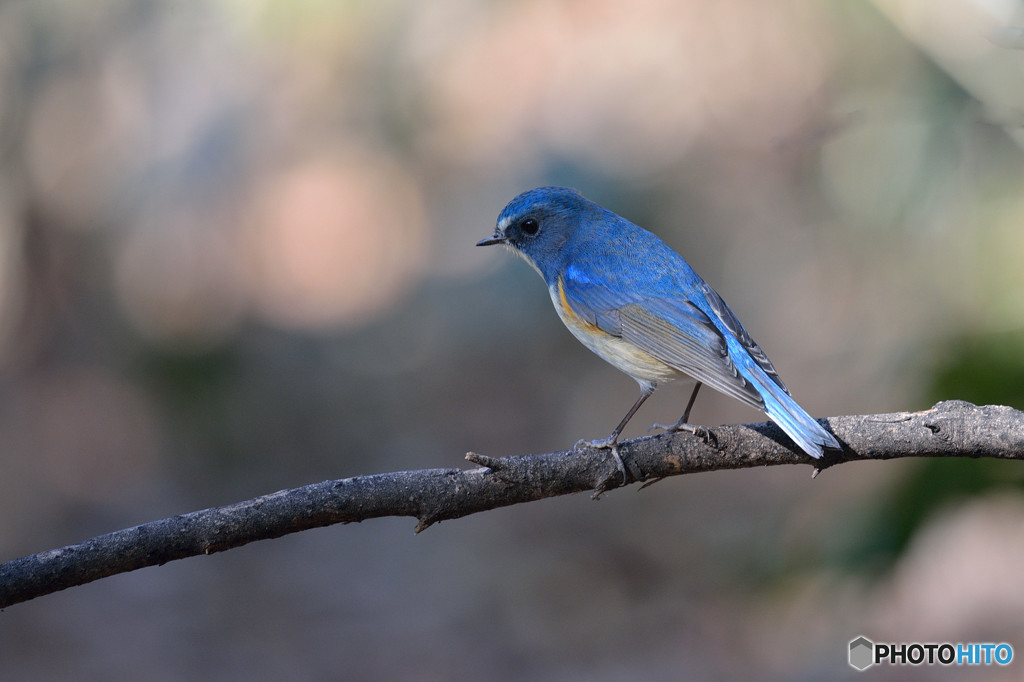 木漏れ日を浴びて