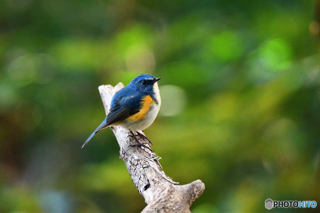 瑠璃色の貴公子