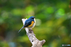 瑠璃色の貴公子