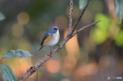 木漏れ日の中で