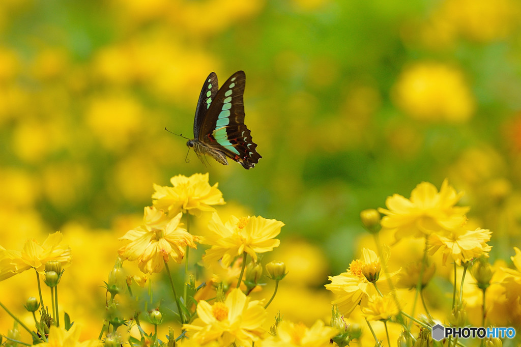 アオスジアゲハの飛翔