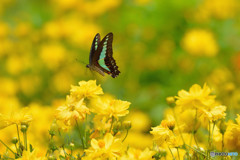 アオスジアゲハの飛翔