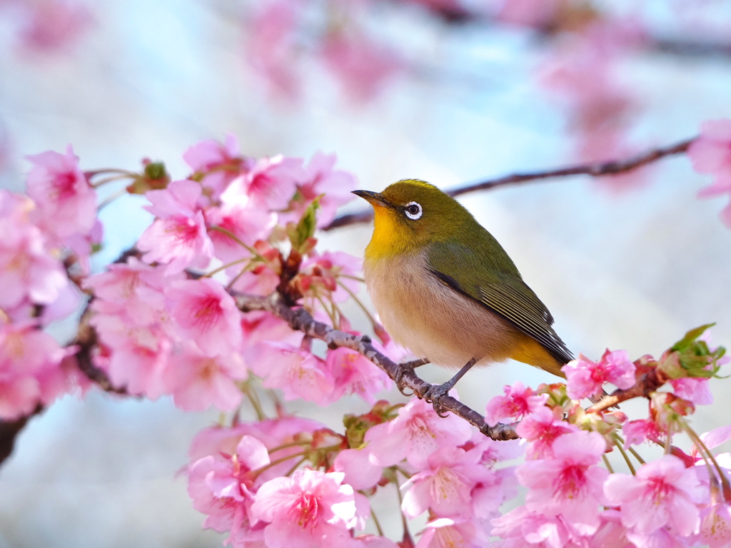 春の訪れ
