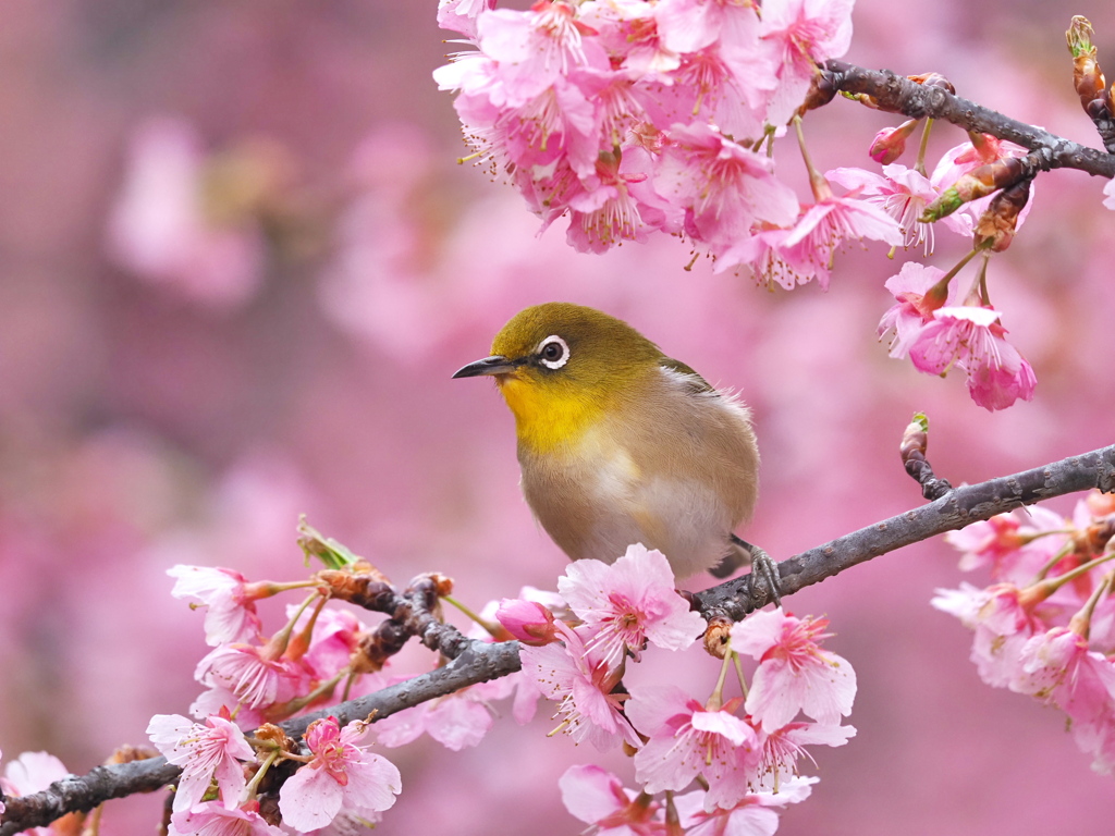 春爛漫