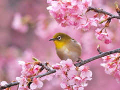 春爛漫