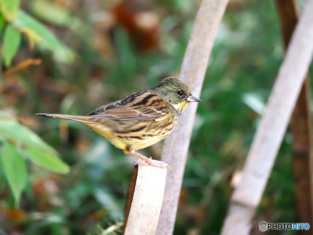 可愛いアオジさん