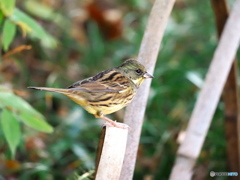 可愛いアオジさん