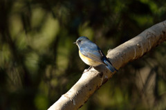 幸せを運ぶ青い鳥