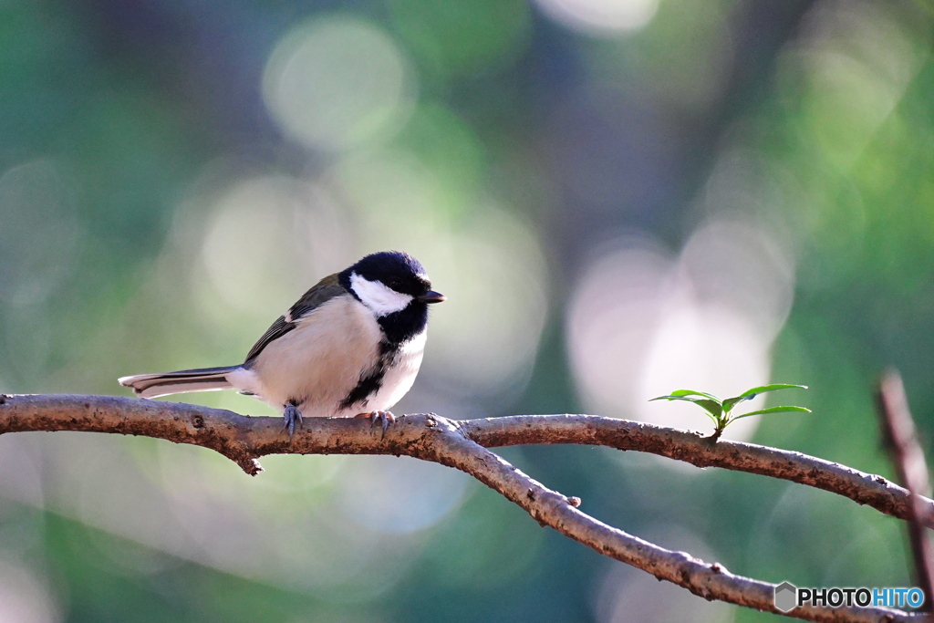 陽だまりの中で