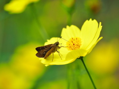 キバナコスモスにチャバネセセリ