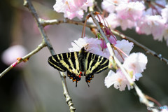 枝垂桜にギフチョウ