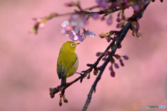 春の訪れ