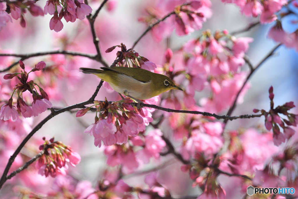 雅桜にメジロ