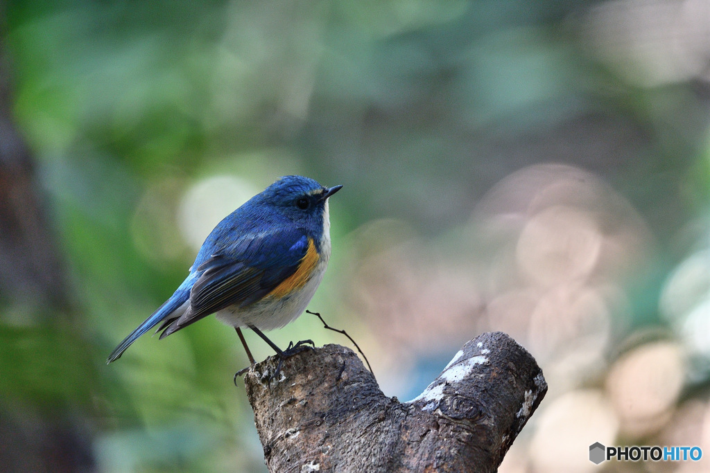 木洩れ日の中で