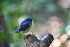 木洩れ日の中で