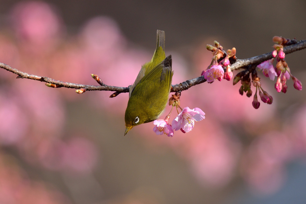 春色