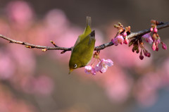 春色