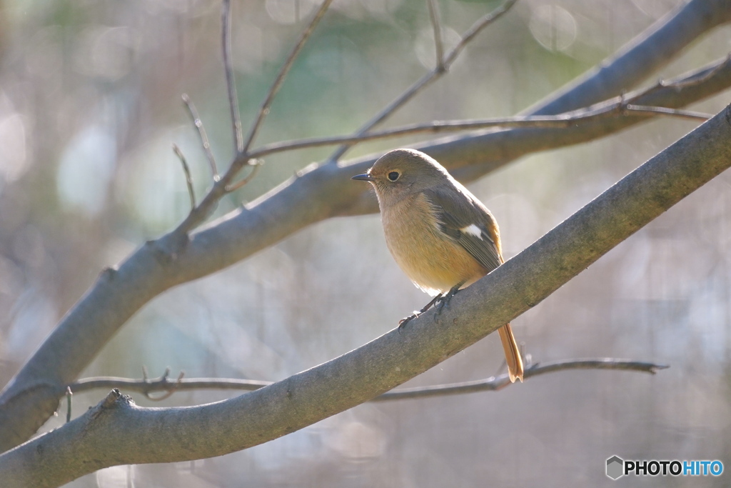 愛しのジョビ子さん