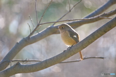 愛しのジョビ子さん