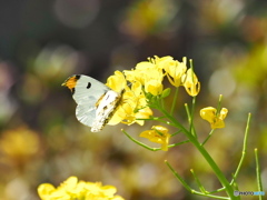 菜の花にツマキチョウ