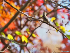 コゲラと紅葉