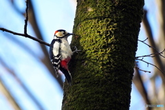 カッコいいアカゲラさん