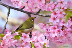 河津桜に
