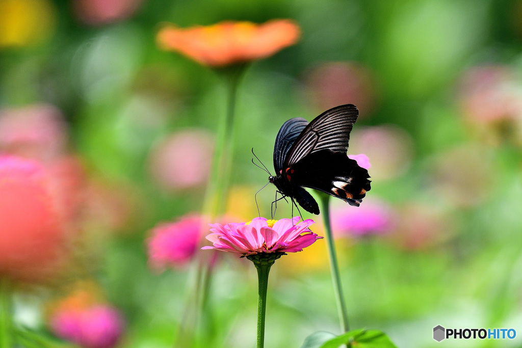 百日草とナガサキアゲハ