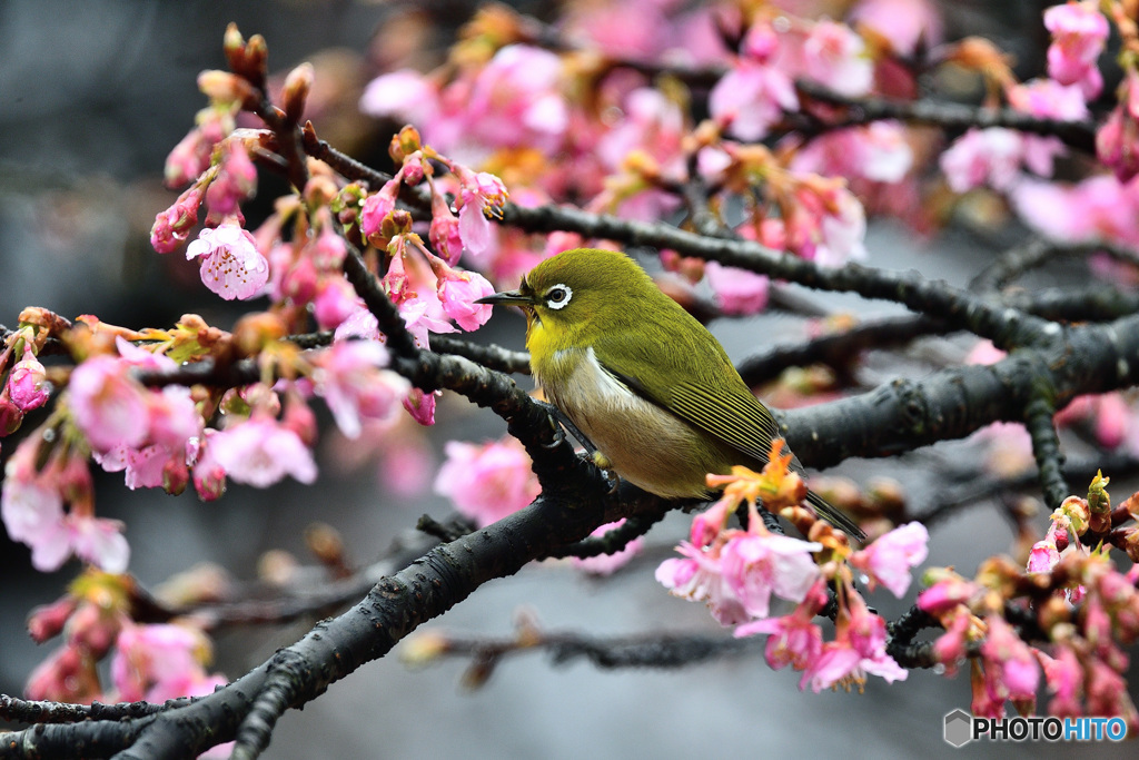 春の息吹