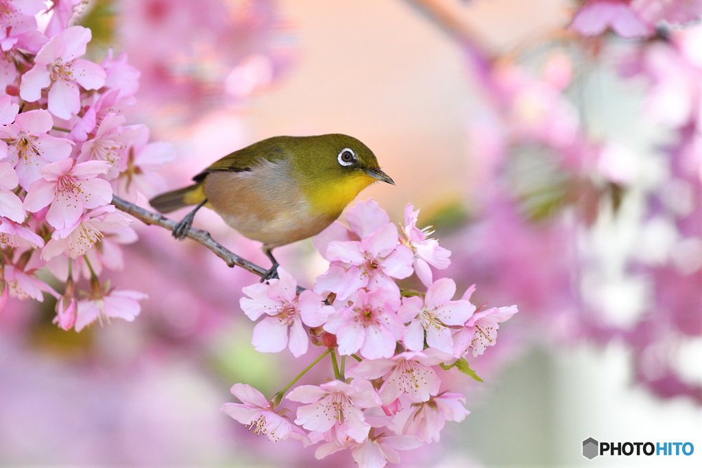 新たな芽生え