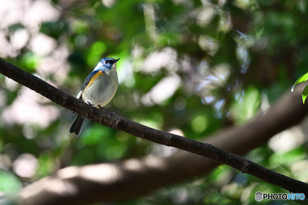 木洩れ日の中で