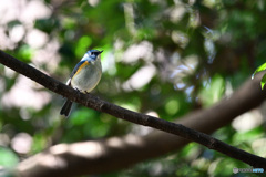 木洩れ日の中で